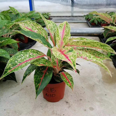 【基地直销】室内观叶植物小盆栽银皇后绿植 110#烟花