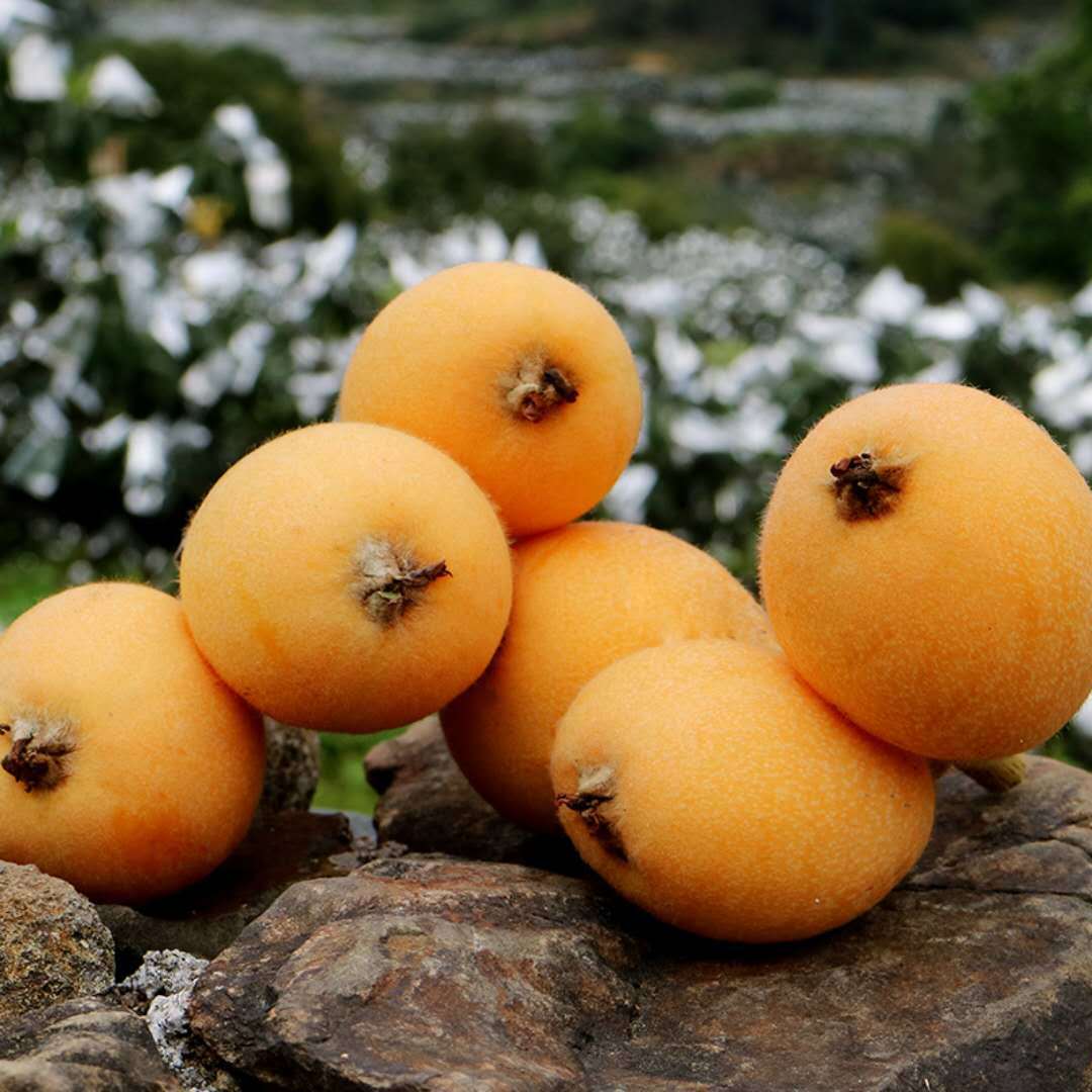 福建漳州云霄枇杷 新鲜水果 现摘现发