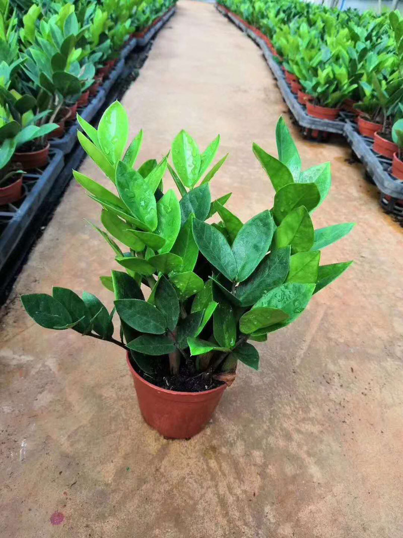 【基地直销】观叶植物 室内吸甲醛花卉 小盆栽绿植 90财神金钱树