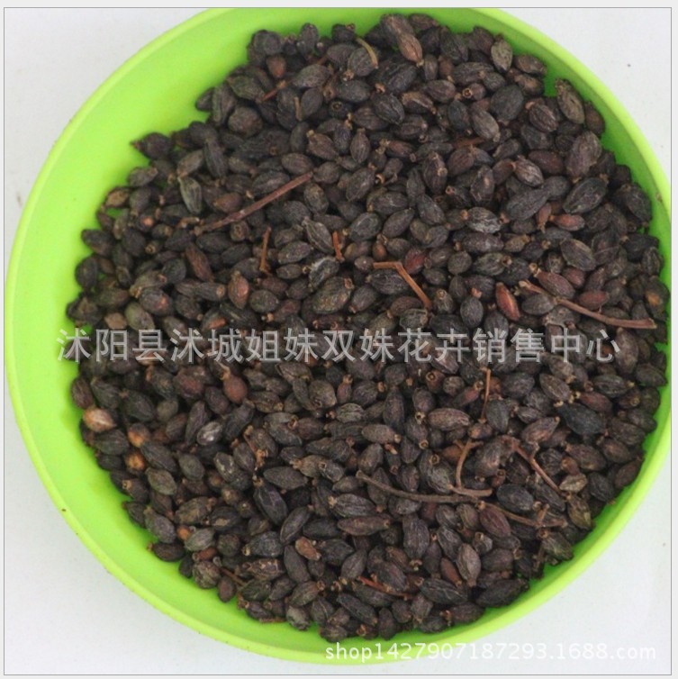 林木种子新采优质法国冬青种子 珊瑚树种子 早禾树种子 量大优惠