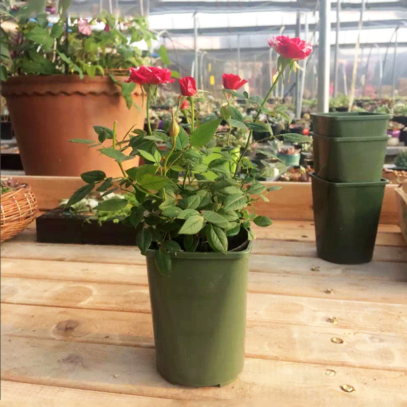 v16多肉塑料方形花盆月季扦插定植盆园艺桌面盆栽控根花盆批发