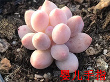 种植多肉植物基地批发 状态婴儿手指 多肉群生品种6.5cm盆裸根发