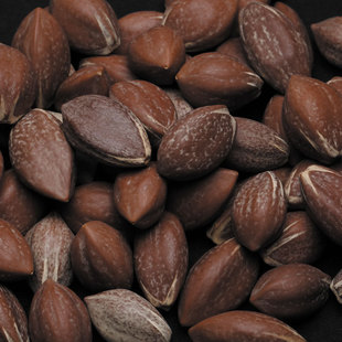 印尼大橄榄核原料 核雕原料 大籽 厚1.9cm 长4.0cm 通货