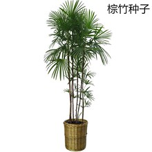 散装棕竹种子 新采的花卉种子 棕竹种子又称观音 竹筋头 竹棕榈竹