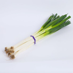 大葱种植