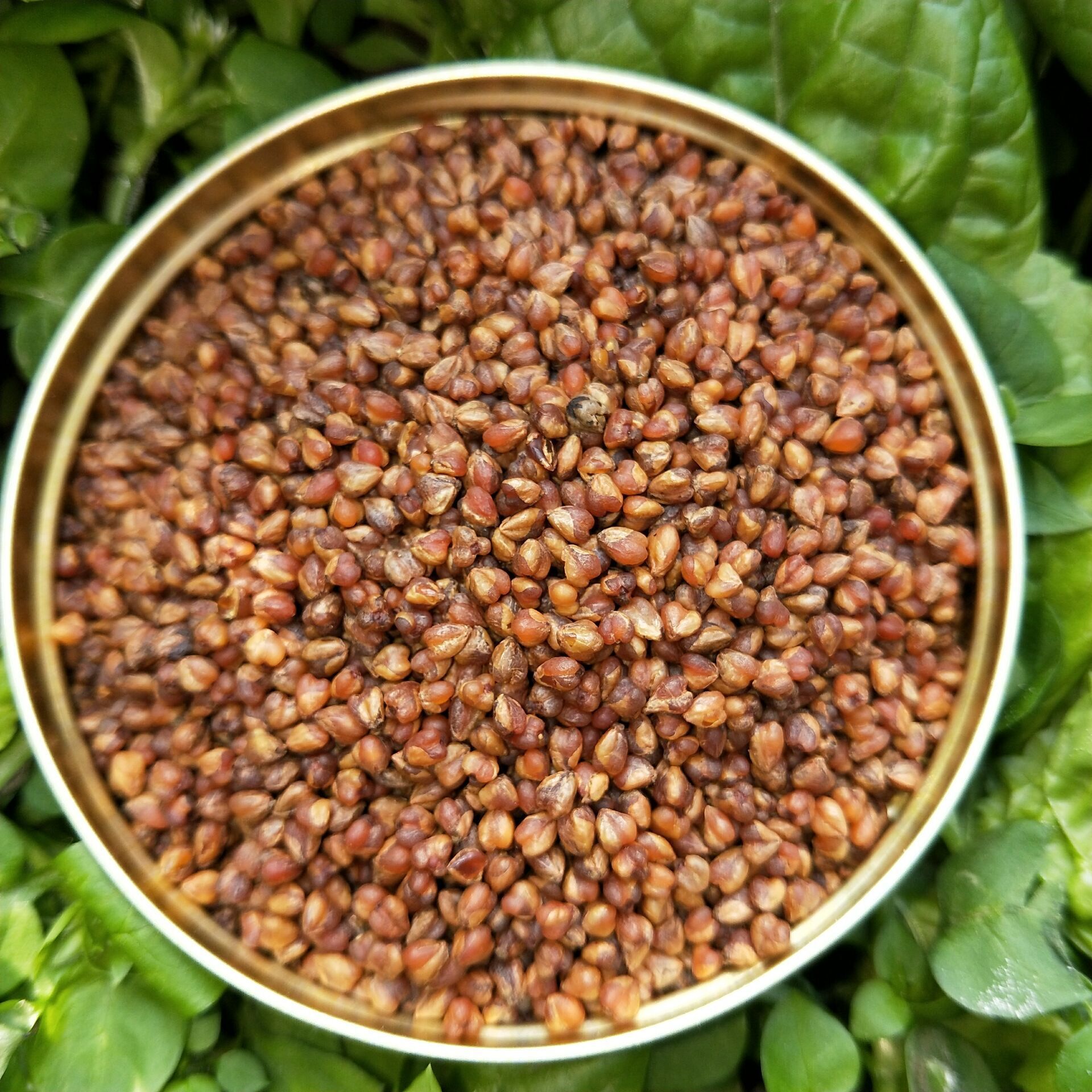 凉山黑苦荞茶苦荞全胚茶 烘焙型苦荞茶 黑珍珠整粒米苦荞茶荞麦