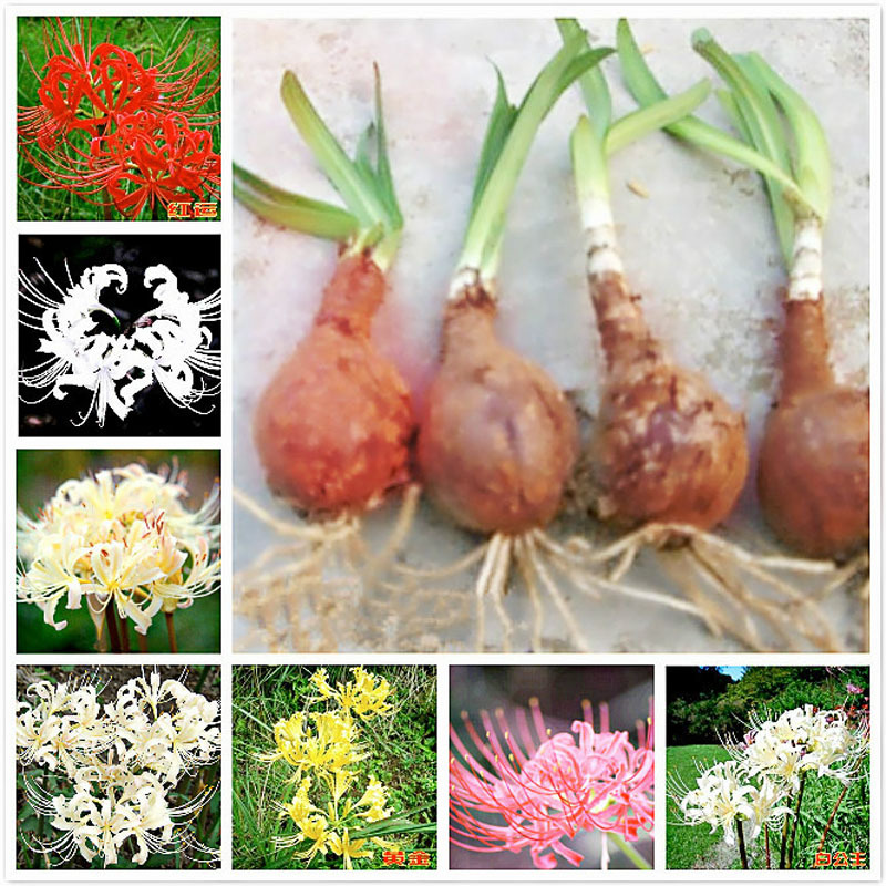 批发彼岸花种球 多色曼珠沙华 彼岸花 家庭园艺种球花卉 量大优惠