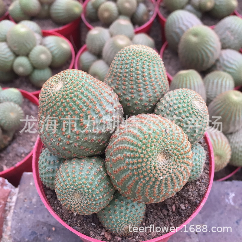 单头 黑斜子多头仙人球 大棚直售 好品种 植物绿植