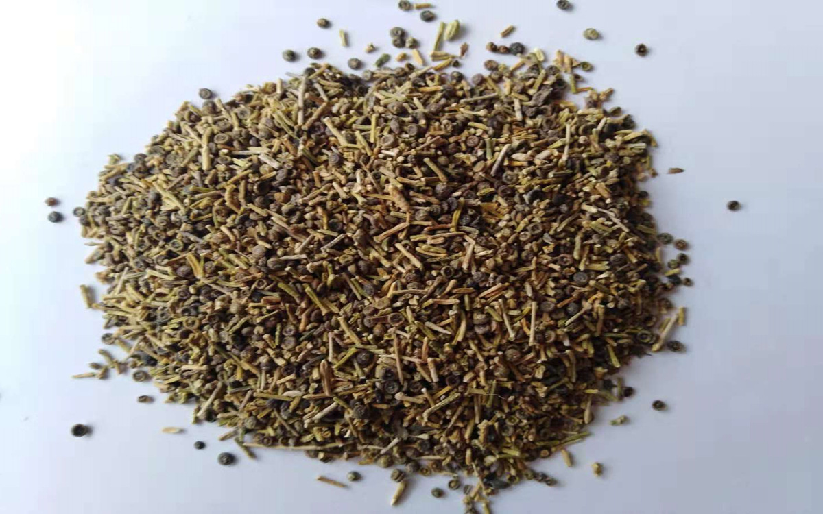 批发梭梭树种子盐木琐梭梭种子治沙先锋梭梭树籽