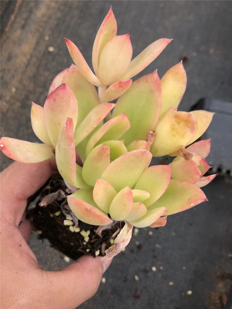 0181多肉植物盆栽大棚直销 状态乔伊老桩品相实拍多肉品种裸根发