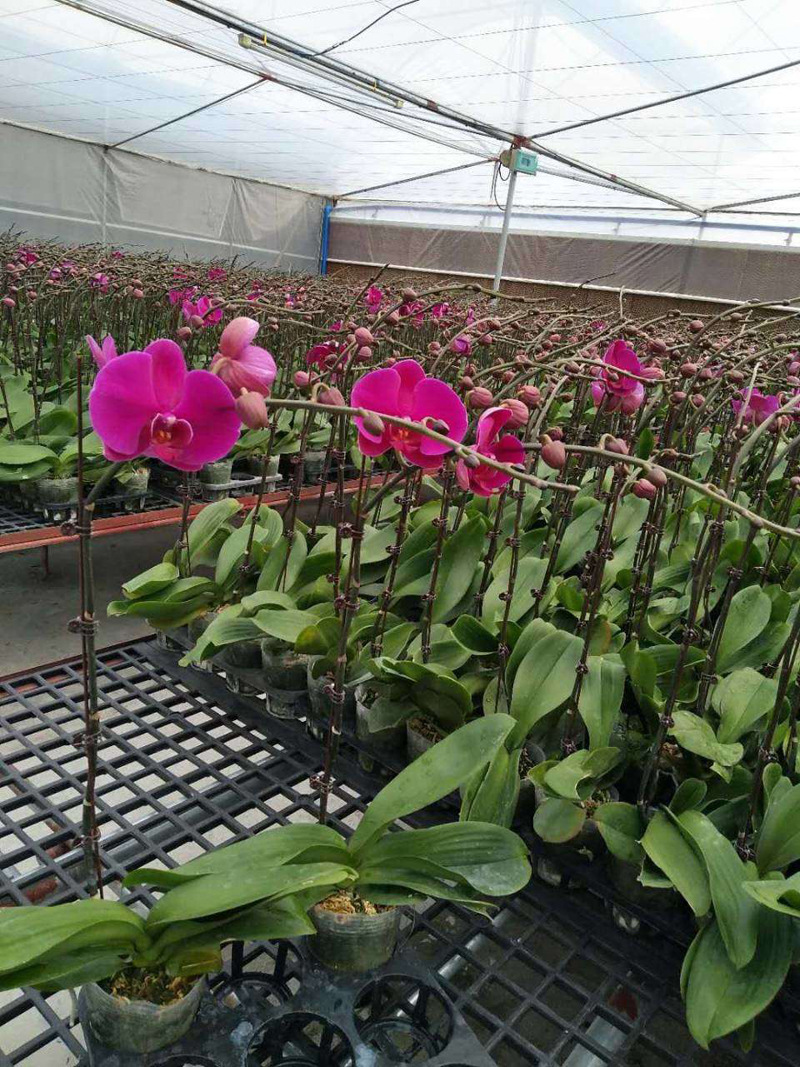 【基地直销】室内观花高档年花 花卉小盆栽绿植 蝴蝶兰大辣椒