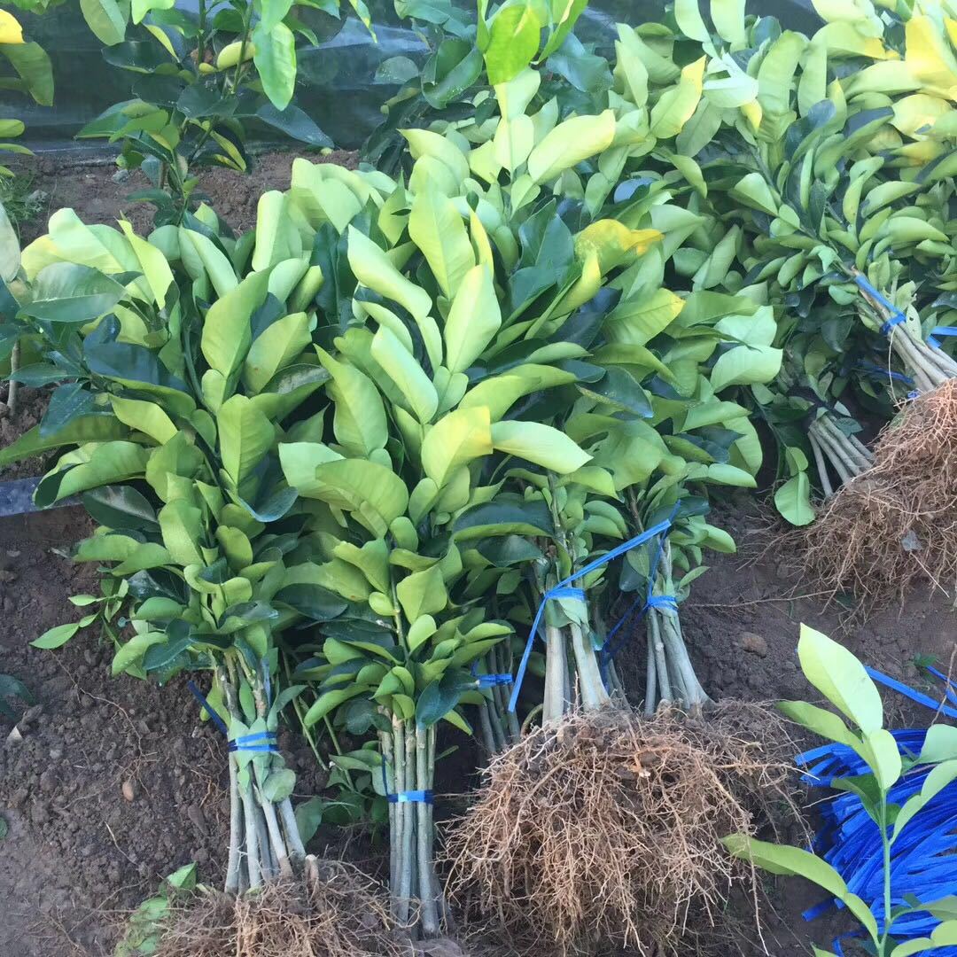 蜜柚苗2年苗 福建平和红柚三红蜜柚苗水果苗 嫁接柚子苗自家培育