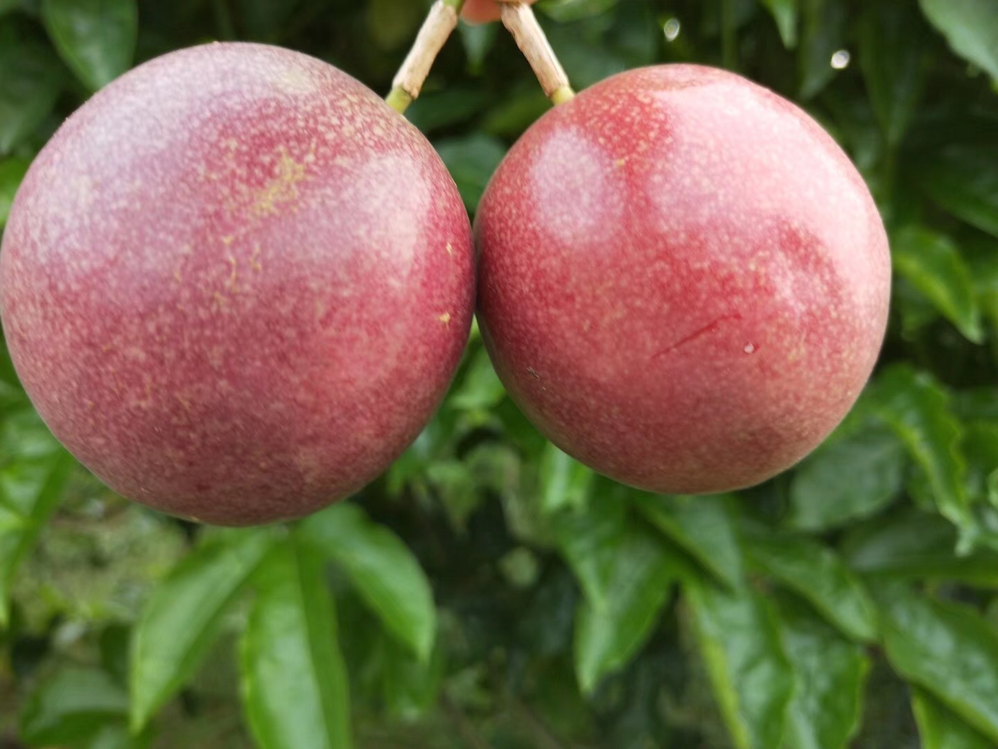 广西百香果酸甜可口营养丰富