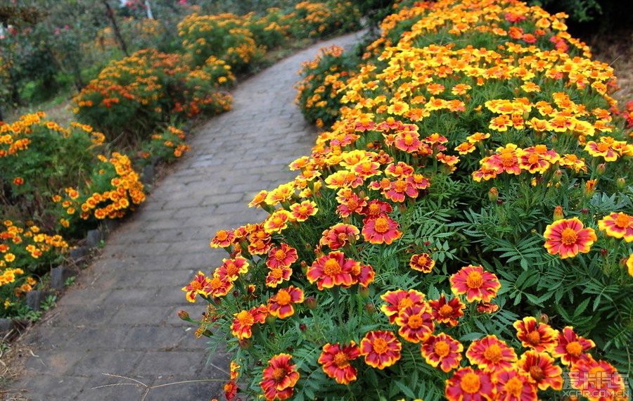 孔雀草道路花海