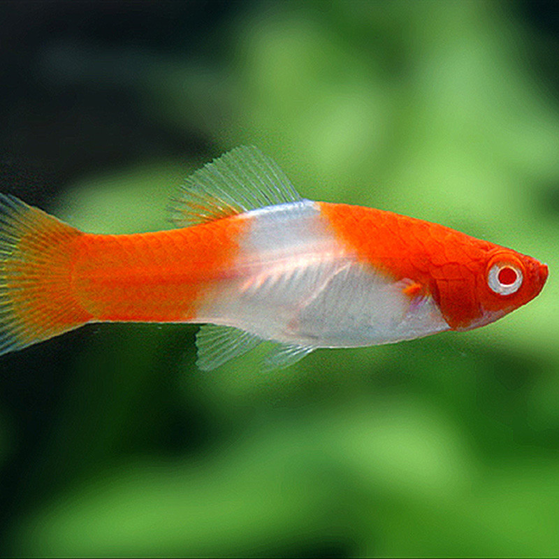 红白剑鱼活体热带观赏鱼渔场直销包活批发胎生鱼水族世界红白箭鱼