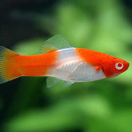 剑鱼价格-最新剑鱼价格,批发报价,价格大全 - 阿里巴巴