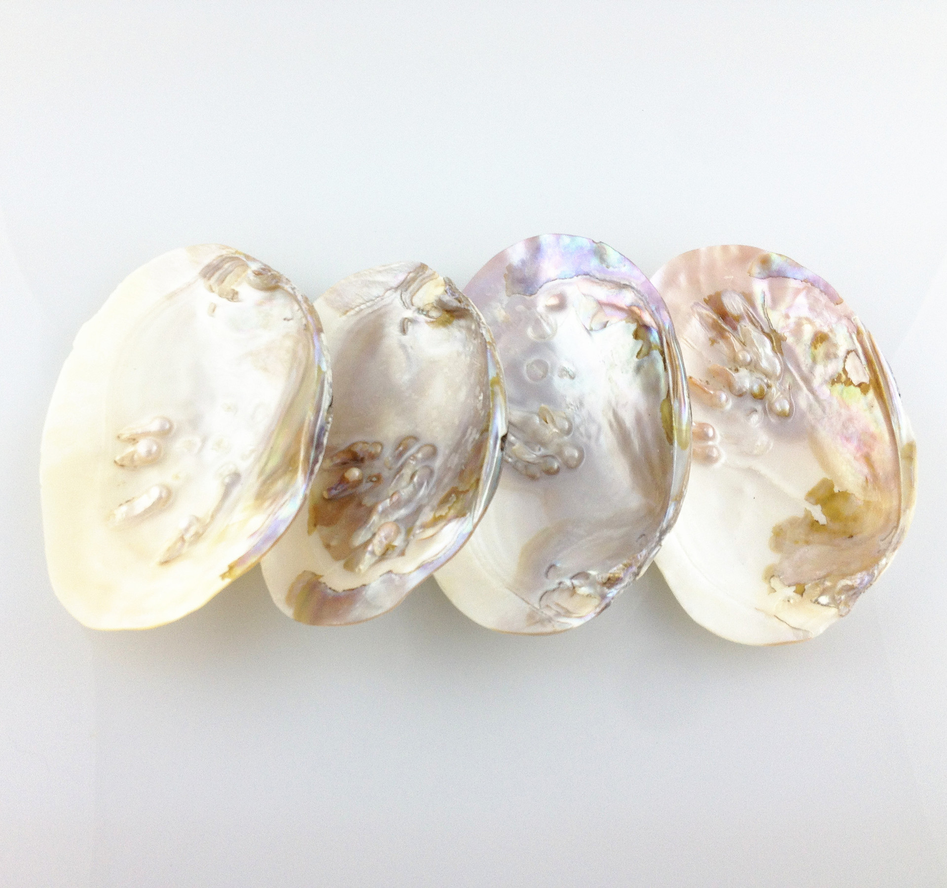 淡水珍珠贝壳 贝壳工艺品 店内展示 销售宣传摆设 装饰 简单打磨