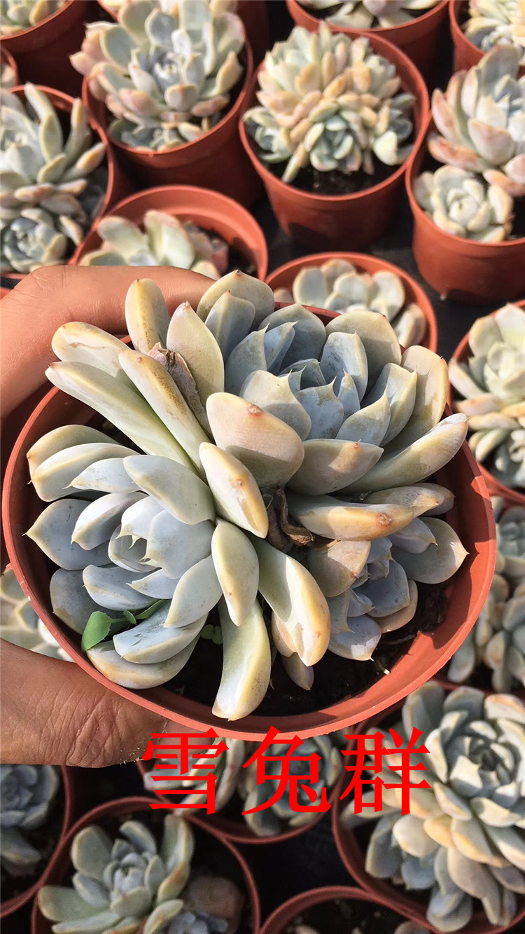 9102云南大棚多肉精品批发 雪兔群生盆11cm多肉品种 状态一流特价