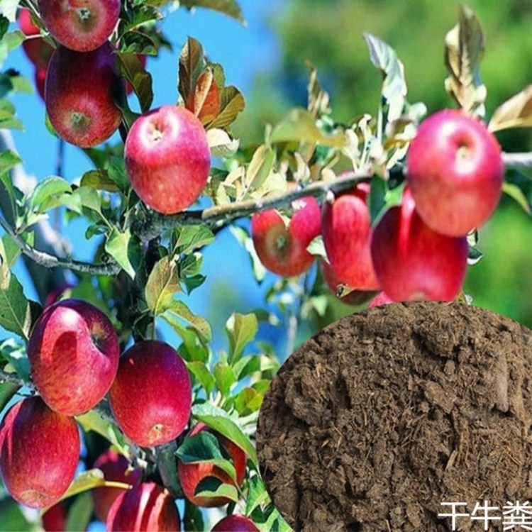 厂家供应牛粪有机肥 晾晒干牛粪 果树用肥 欢迎来电咨询-阿里巴巴