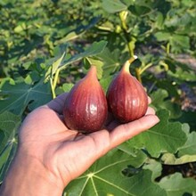 无花果树苗盆栽地栽无花果苗南方北方种植庭院植物当年结果苗树苗