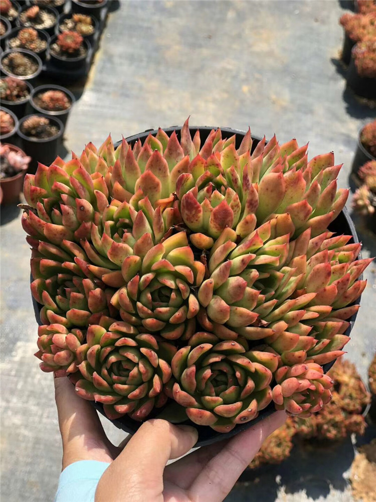 1171大棚批发多肉植物红蜡东云老桩群冠幅18cm左右多肉品种裸根