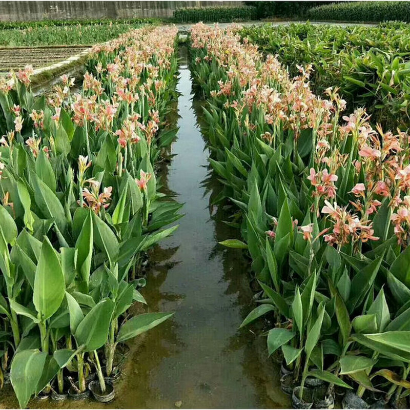 基地批发 粉花水生美人蕉 河道净水植物 可盆栽 装饰植物