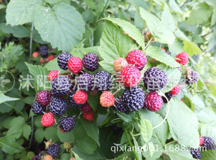 盆栽果树种子庭院果树种子 红树莓种子 黑树莓 柑桔 甜香味浓