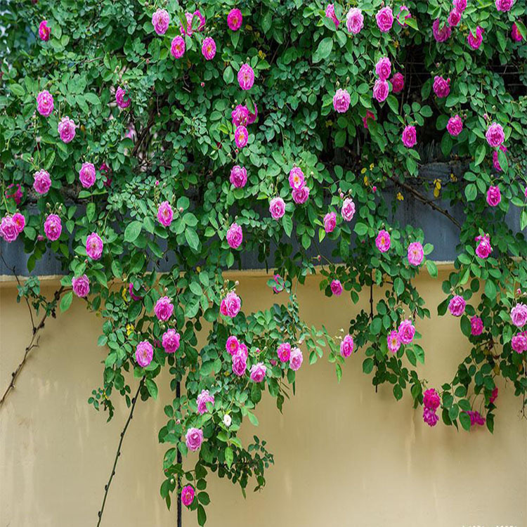 批发蔷薇花大红袍安吉拉爬墙爬藤植物藤本月季玫瑰花欧月