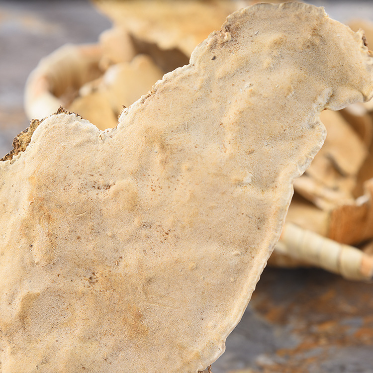 长白山白耙齿菌东北耙齿菌白耙齿菌自家深山采摘