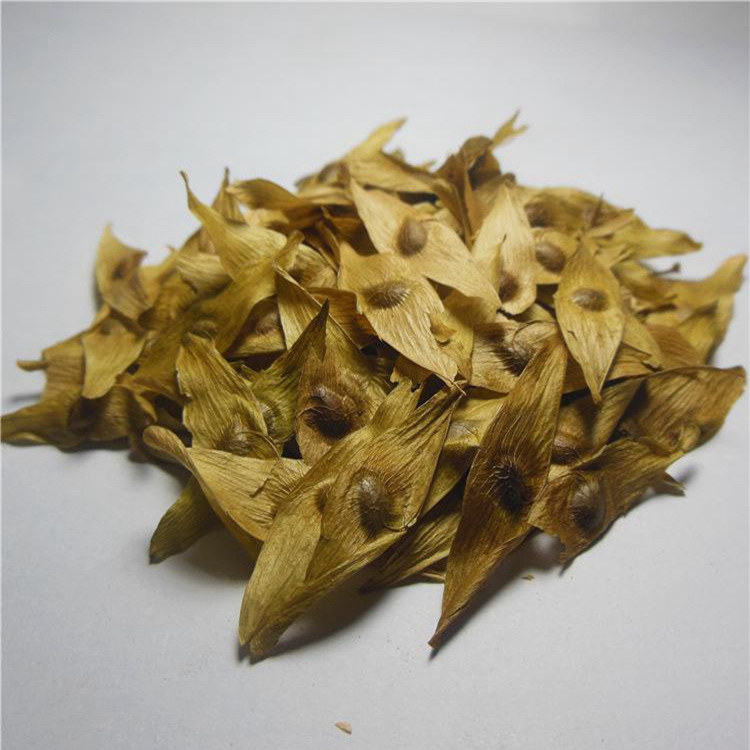 专业中药材批发 凤眼草 源头药材供应 量大优惠