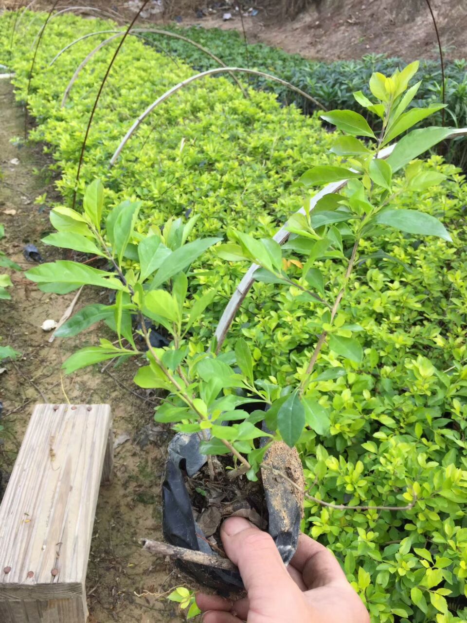 黄金叶袋苗自产自销,大量批发,黄金叶的价格优惠