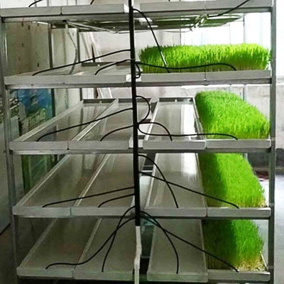 lyine 无土栽培专用架芽苗菜小麦草种植架育苗盘芽苗菜不锈钢架子