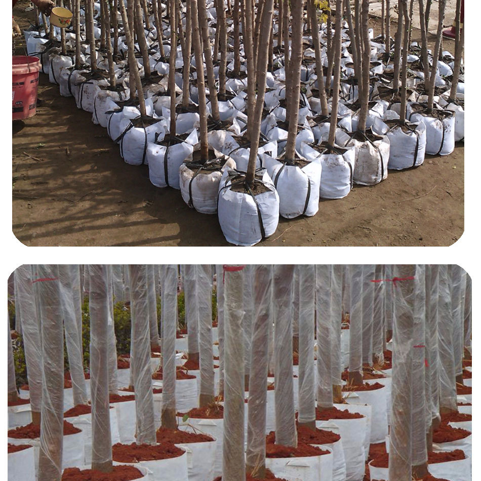 美植袋 环保植树袋 无纺布育苗袋 种植袋 替代花盆 营养布袋花盆