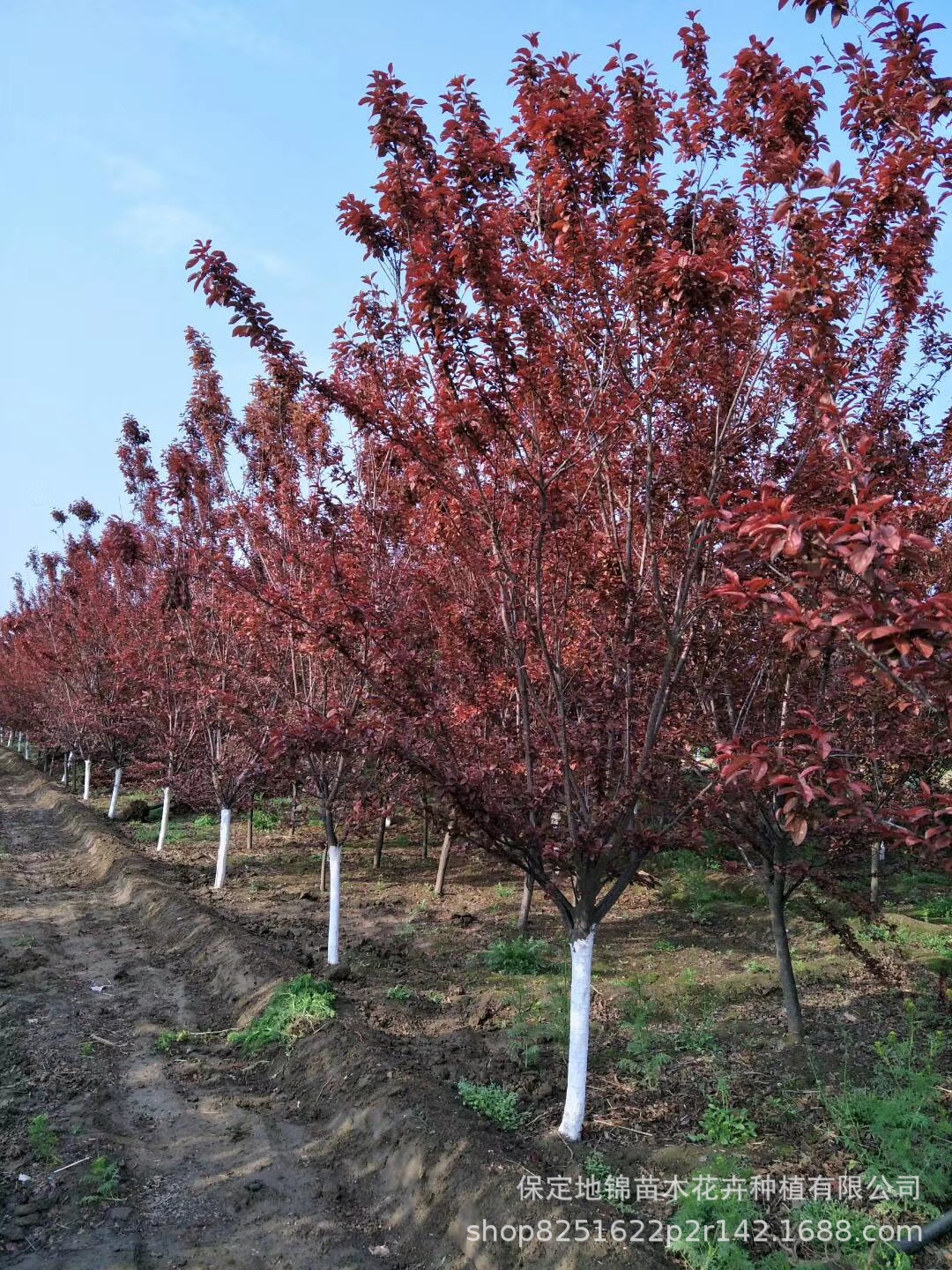 0成交0棵2022耐寒苗红叶李  8-12公分红叶李紫叶李春季开花【苗圃批发