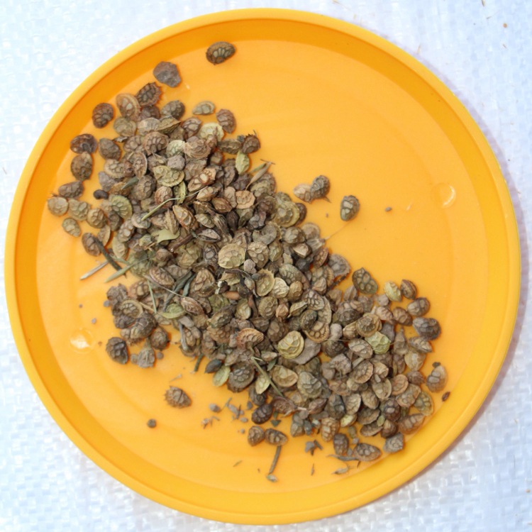 供应牧草种子 红豆草种子 又称牧草 驴食豆发芽快