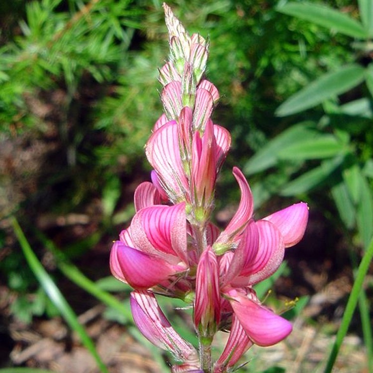 供应牧草种子 红豆草种子 又称牧草 驴食豆发芽快
