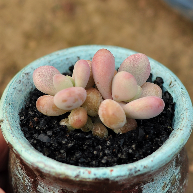 桃蛋 双头4cm左右大颗 状态好 多肉植物批发特价 多肉基地清仓