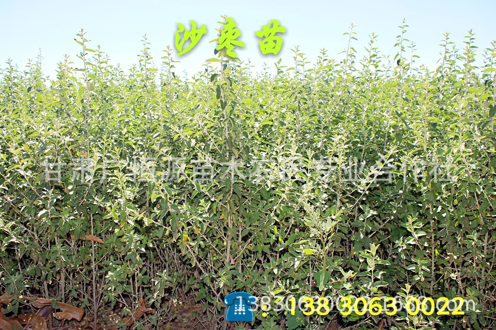 出售沙枣树 一年生沙枣苗 50公分以上沙枣树苗 农户销售无中介
