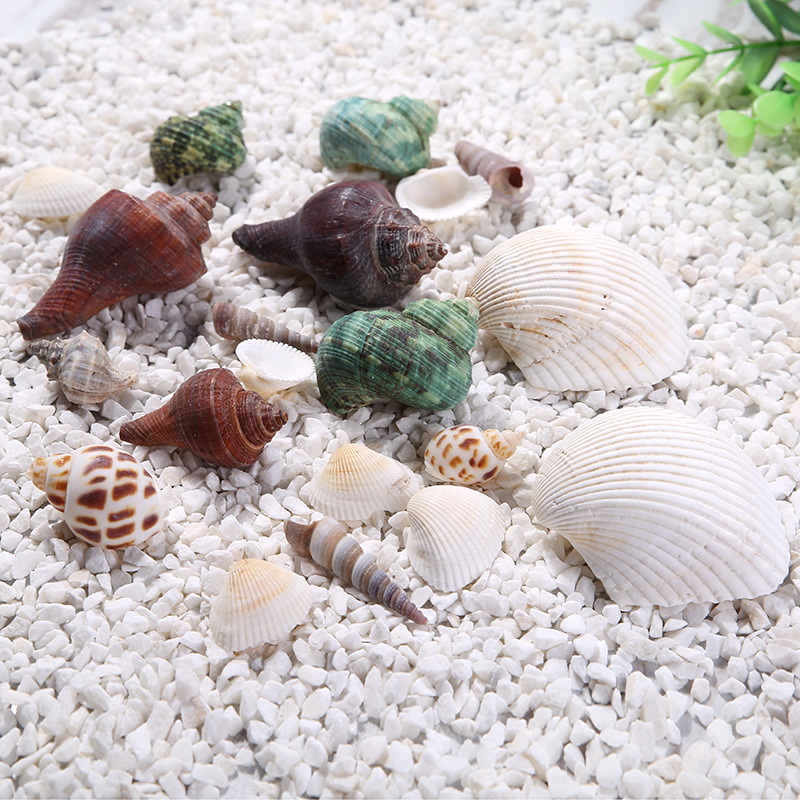 厂家直销批发纯天然海洋贝壳海螺锥螺景观螺造景装饰品小礼物摆件