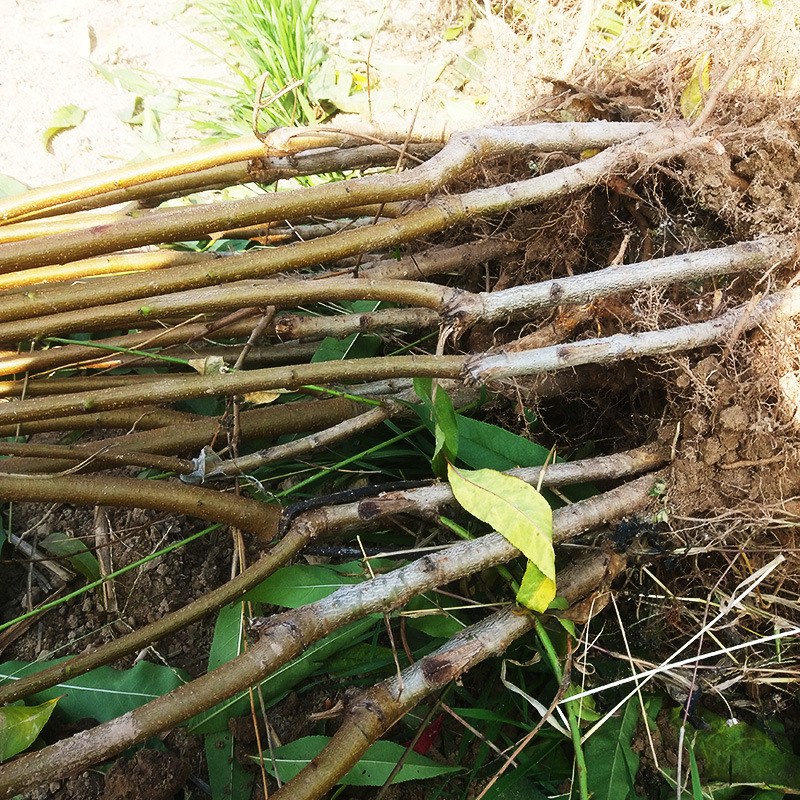 桃树苗价格桃苗求购成品桃树苗新品种桃树苗基地直供