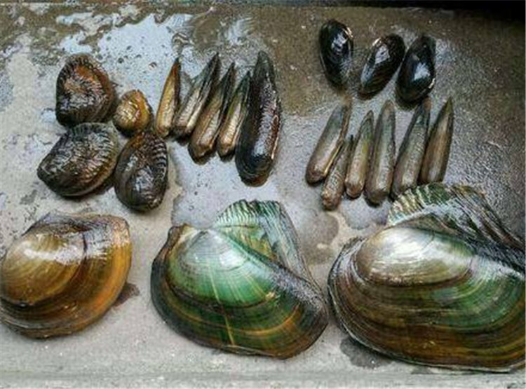 河蚌 田螺 贝类 河道生态修复 水族