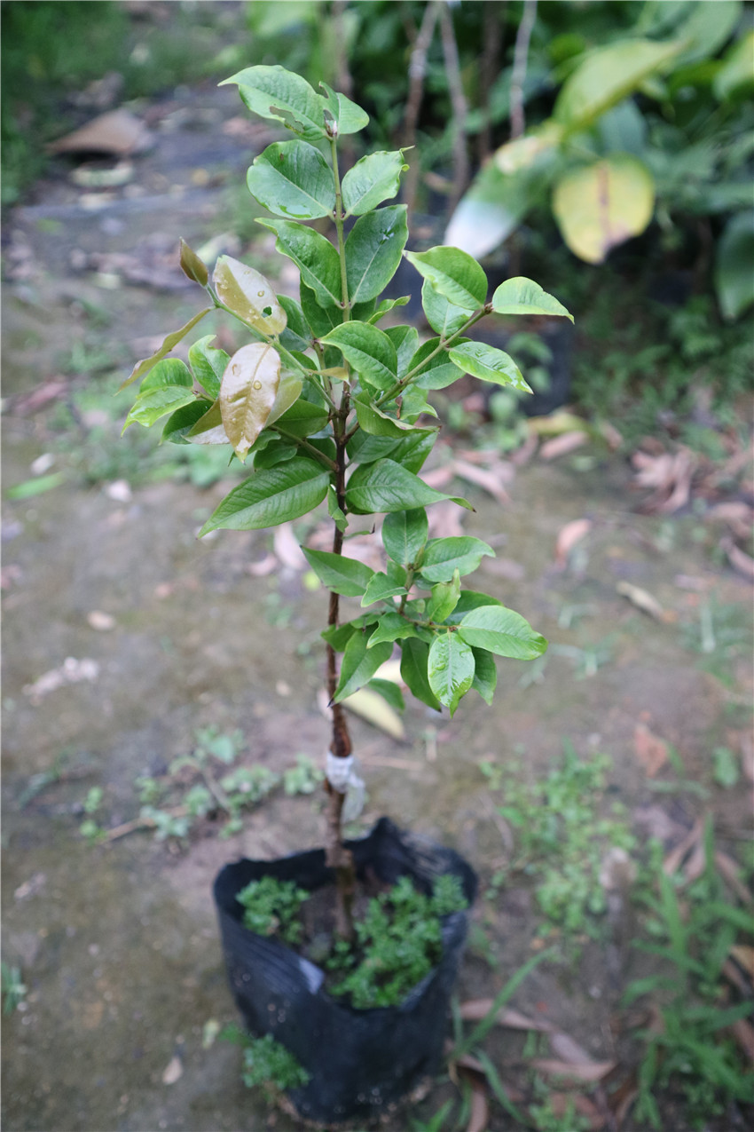 台湾早生嘉宝果树苗 早生四季树葡萄 盆栽地载庭院种植 苗圃直销