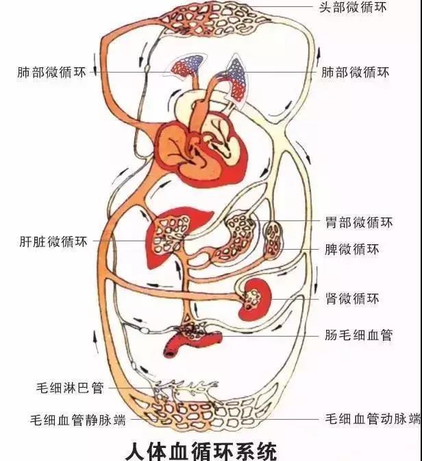 钛赫热磁理疗仪五个步骤帮你改善微循环障碍!
