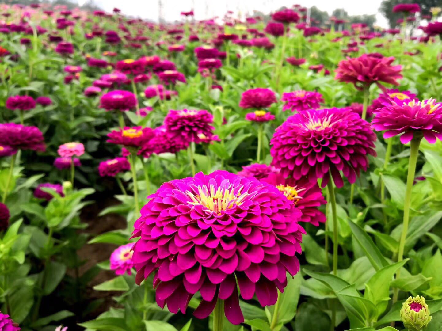 百日草春夏秋季播种室外草花籽易种耐热四季播易活花籽耐旱重瓣