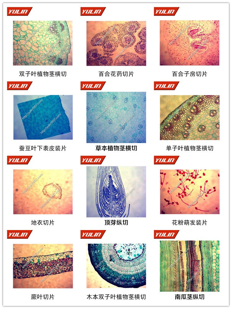 植物显微图1.jpg