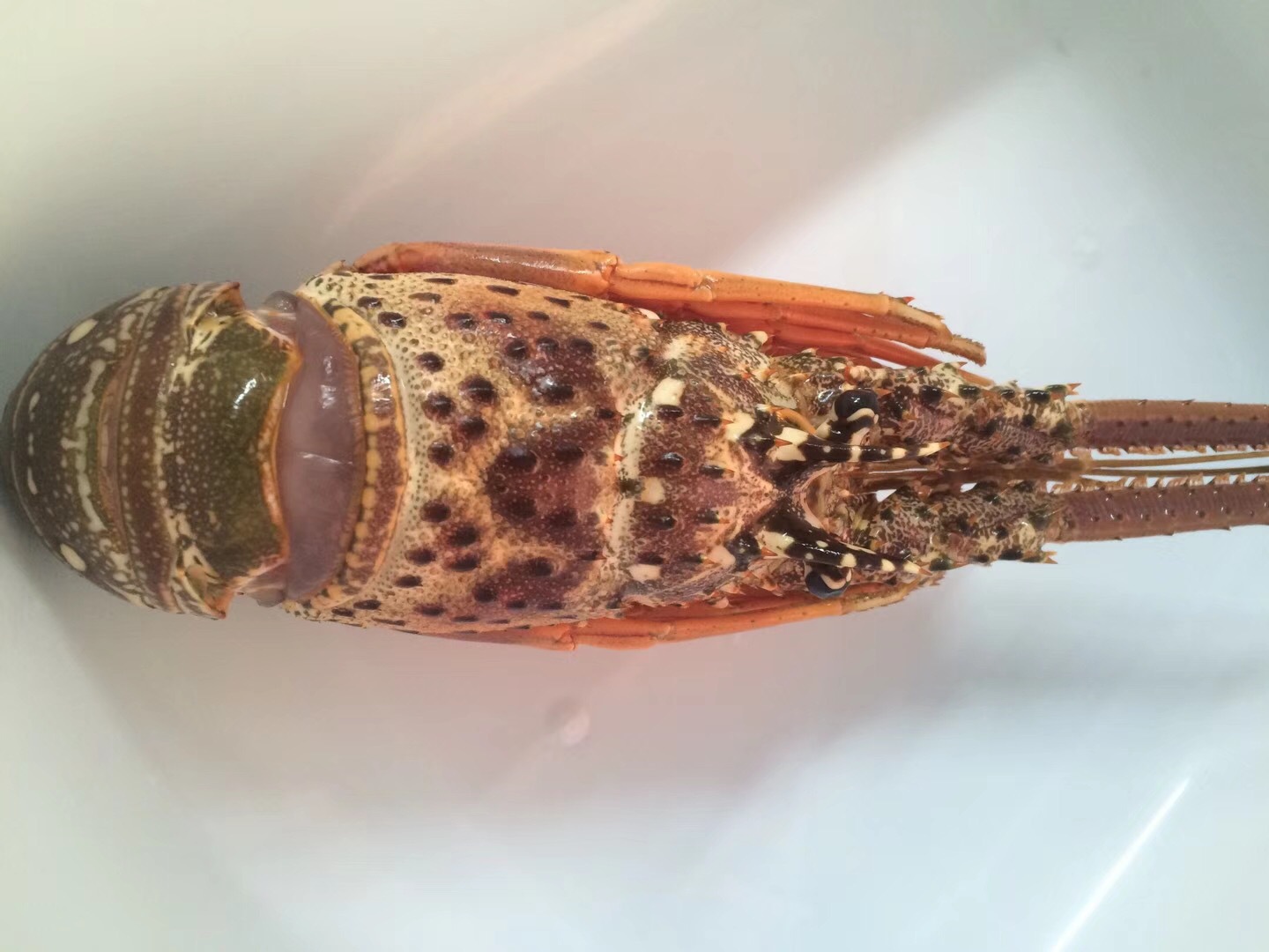 巴西龙虾 巴西龙 进口龙虾 大龙虾 进口海鲜批发 冻龙虾