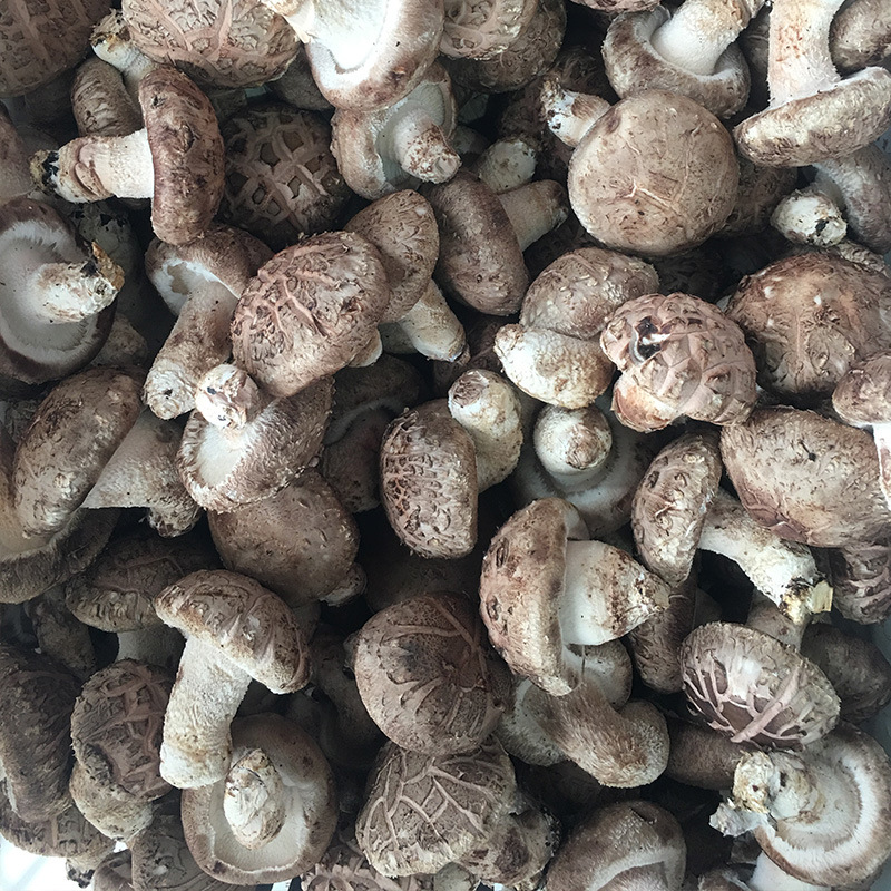 5以上鲜花菇 农产品鲜香菇 食用菌菇供应餐厅超市批发