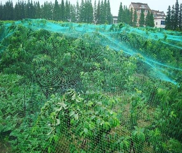 厂家专业生产 植物攀爬网 无结有结网聚乙烯