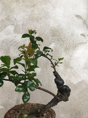 金弹子盆景盆栽花卉发财树花卉盆栽植物室内花卉盆景黑塔子