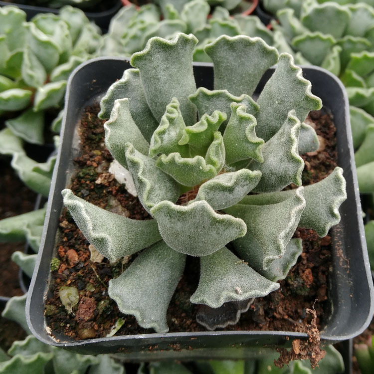 漳州多肉植物批发 神想曲 约4-6cm 裸根 绿植花卉盆栽园艺
